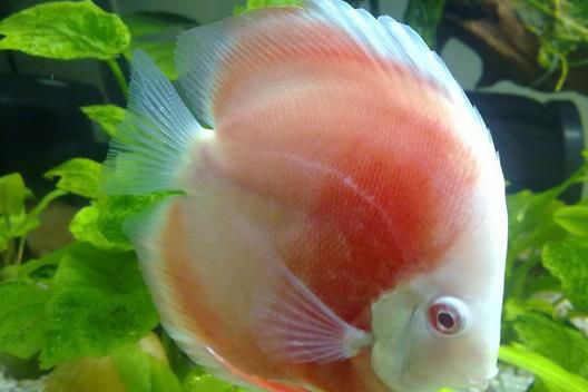 世界上最贵的鱼是什么鱼 价值多少排行榜【组图】