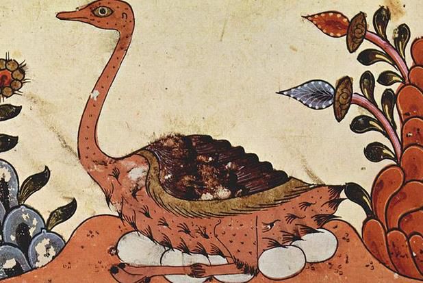 世界上最大的鸟VS世界上最小的鸟分别都是什么【组图】