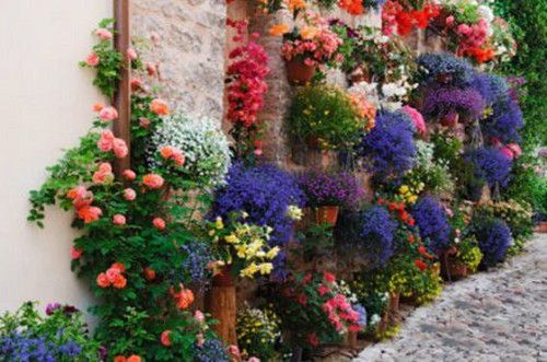墙外的花美景图片欣赏
