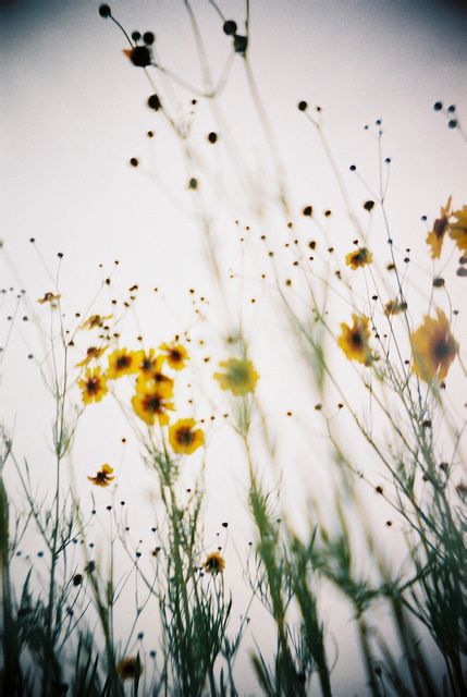 朦胧的意境图片 你是我最美的风景