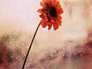 下雨天高清唯美图片,雨中好看的