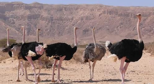 世界上最大的鸟VS世界上最小的鸟分别都是什么【组图】