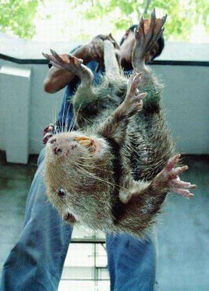 世界上最大的老鼠有多大【图片】