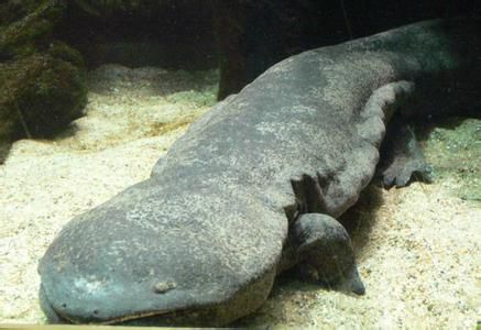 世界上最大的两栖动物是什么