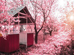 花海的路景观 已经沉醉其中了