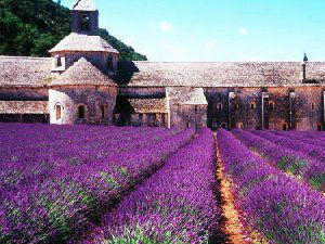 唯美风景小杂图 爱没有理由源于悸动