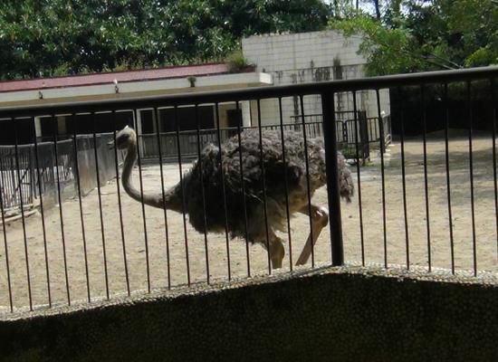 世界上最大的鸟VS世界上最小的鸟分别都是什么【组图】