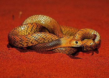 世界上十大最毒的蛇 看看是什么