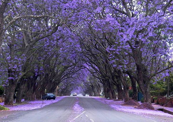 蓝花楹之城 紫色的美景图片