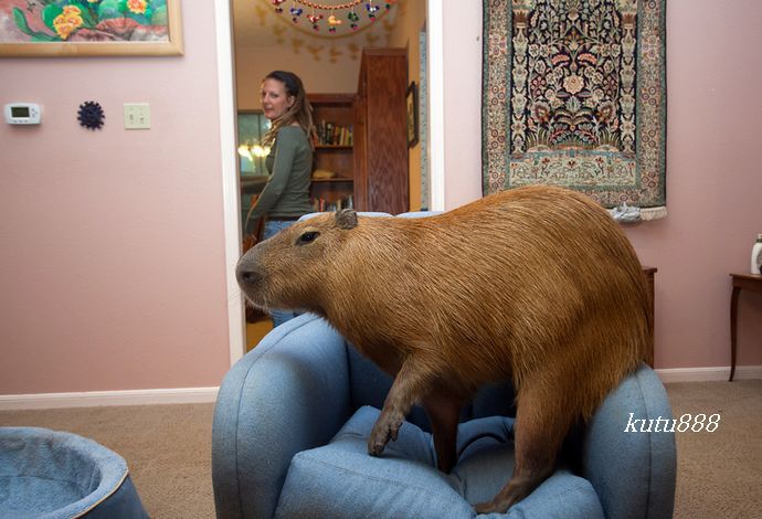 世界上最大的老鼠有多大【图片】