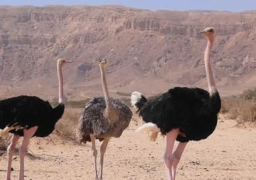 世界上最大的鸟VS世界上最小的鸟分别都是什么【组图】