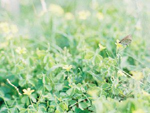 绿油油的植物系美图欣赏