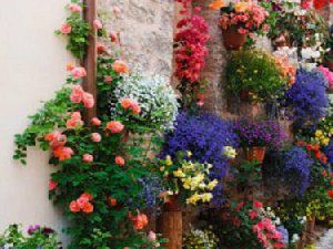 墙外的花美景图片欣赏