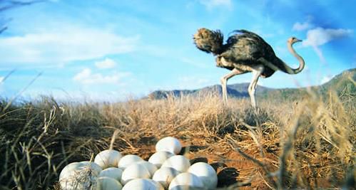 世界上最大的鸟VS世界上最小的鸟分别都是什么【组图】