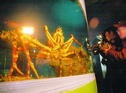 世界最大的螃蟹图片和资料介绍【