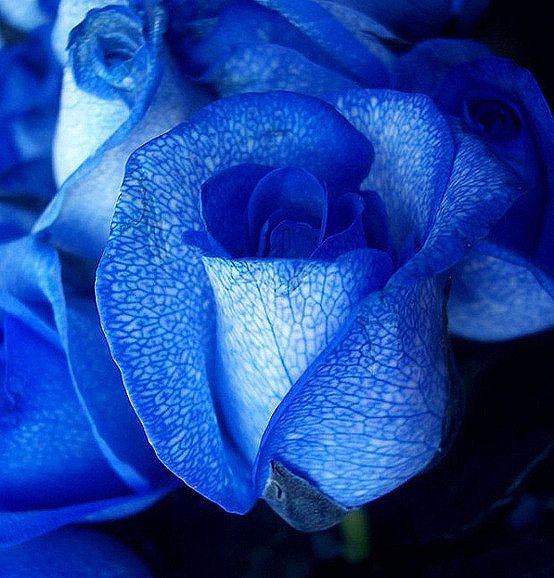 蓝色系的唯美图 从小就酷爱蓝色