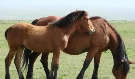 马是怎么睡觉的 马的奇怪睡姿为保命吗【图】