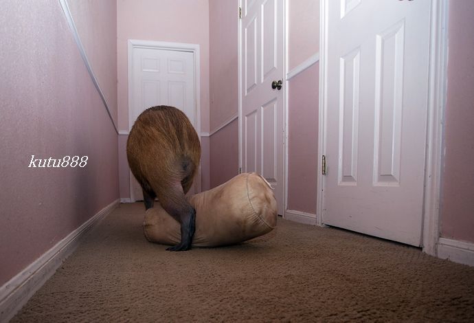 世界上最大的老鼠有多大【图片】