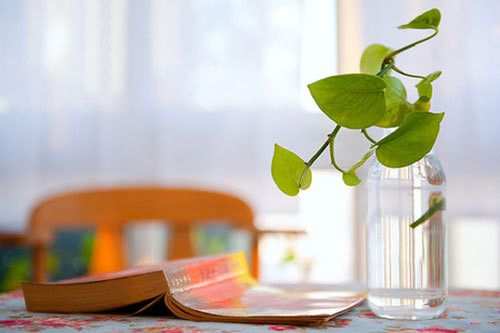 唯美书香范儿图 书和花搭配好高尚