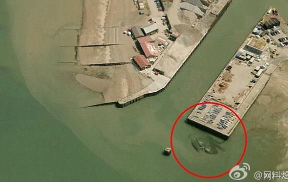 世界最大的螃蟹图片和资料介绍【组图】