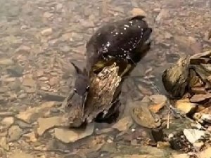 世界上最神秘的鸟在千岛湖被网缠住