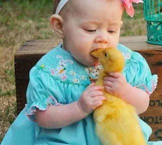 儿童搞笑图片之生吃鸭子