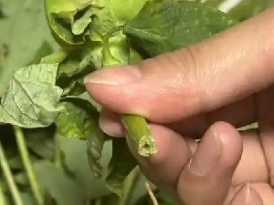 河南游客买的牡丹是断头花? 怎么回