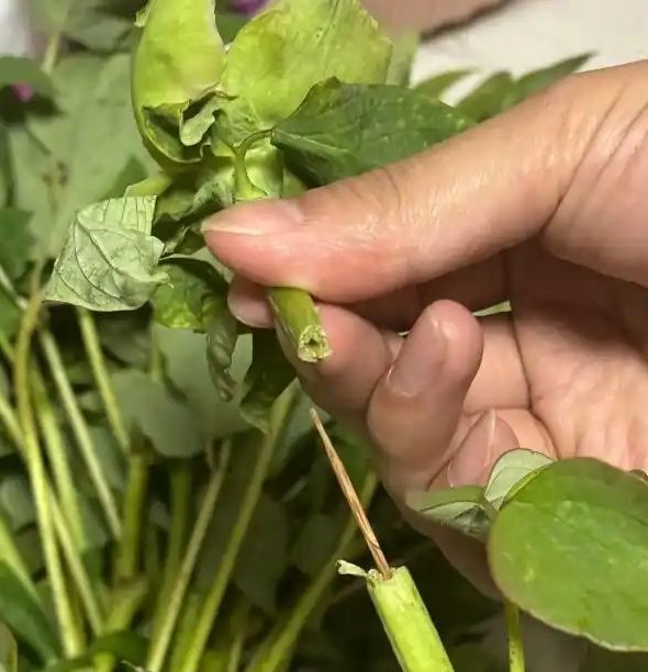 河南游客买的牡丹是断头花? 怎么回事