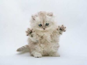 谁能拒绝一只会 “挥手” 的波斯猫