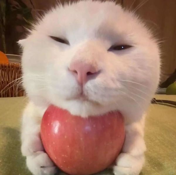 可爱的偷心苹果猫
