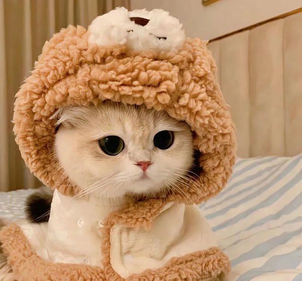 萌宠治愈日常：金渐层宝宝的可爱