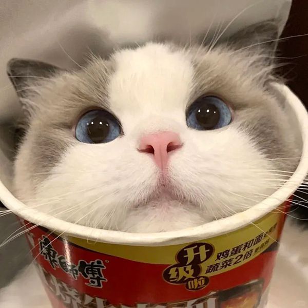 蓝眼布偶猫的可爱瞬间 泡面桶里