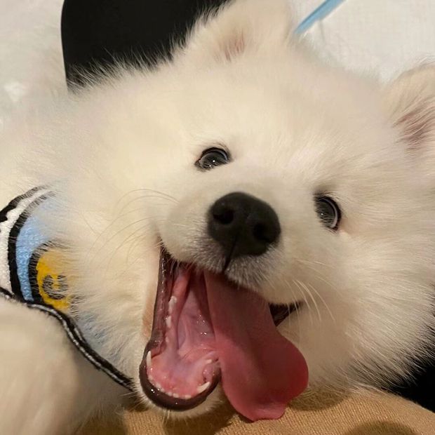 萨摩耶的笑容无敌了