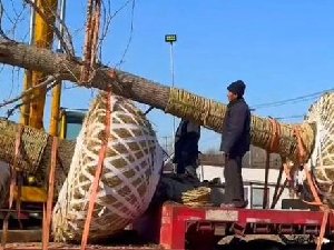 500元从树农处买走 十几万卖出爆赚