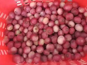 “粉色蓝莓”炒到400元一斤 被网友们